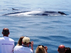 Whale Watching By Month With Newport Landing 949 675 0551 July Whale Watching Long Beach